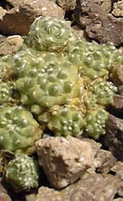 (Mammillaria saboae ssp. saboae )