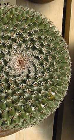 (Mammillaria saetigera)