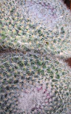 (Mammillaria saetigera)