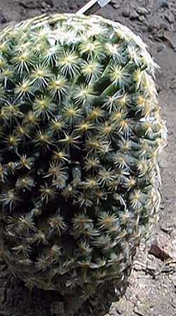 (Mammillaria schiedeana ssp. schiedeana )