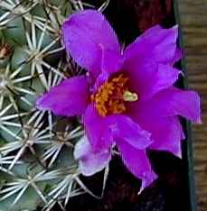 (Mammillaria schumannii)