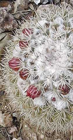 (Mammillaria scrippsiana)