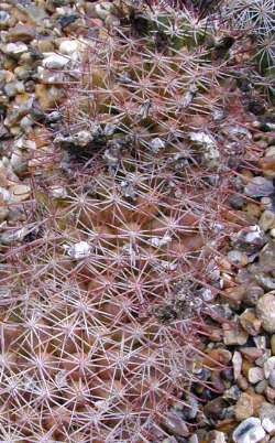 Sheldon's Pincushion(Mammillaria sheldonii)