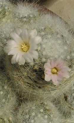 (Mammillaria glassii var. siberiensis )