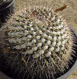 (Mammillaria sonorensis)