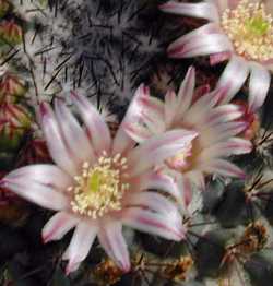 (Mammillaria sonorensis)