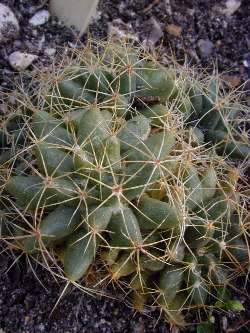 Longmamma Nipple Cactus(Mammillaria sphaerica)