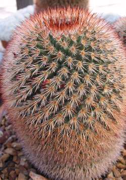 (Mammillaria spinosissima)