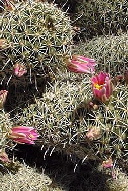 (Mammillaria standleyi)