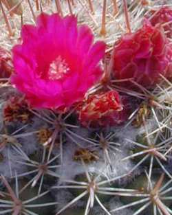 (Mammillaria standleyi)