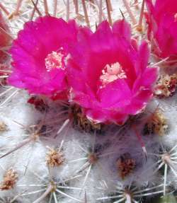 (Mammillaria standleyi)