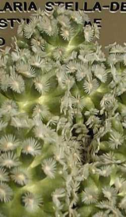 (Mammillaria stella-de-tacubaya)