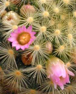 (Mammillaria laui ssp. subducta )