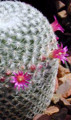 (Mammillaria supertexta)