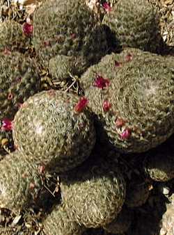 (Mammillaria supertexta)