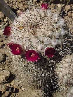 (Mammillaria swinglei)