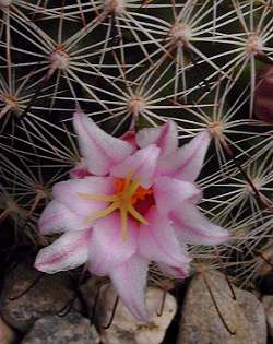 (Mammillaria swinglei)