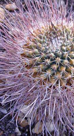 (Mammillaria tayloriorum)