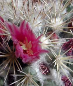 (Mammillaria tayloriorum)