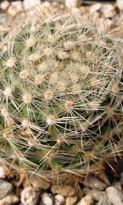 (Mammillaria tepexicensis)