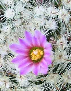 (Mammillaria tepexicensis)