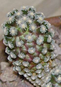 (Mammillaria theresae)