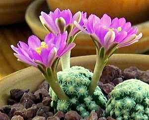 (Mammillaria theresae)