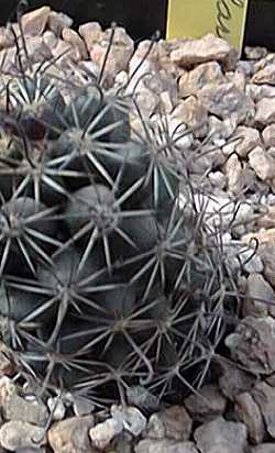 Clustered Fish-Hook Pincushion(Mammillaria thornberi)