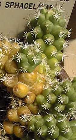 (Mammillaria tonalensis)