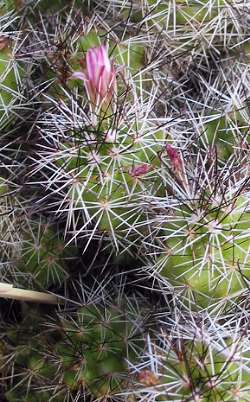 (Mammillaria tonalensis)