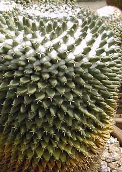 (Mammillaria uncinata)