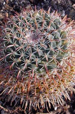 (Mammillaria uncinata)