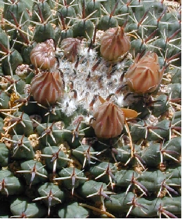 (Mammillaria uncinata)