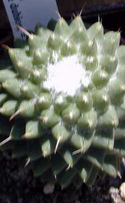 (Mammillaria vagaspina)