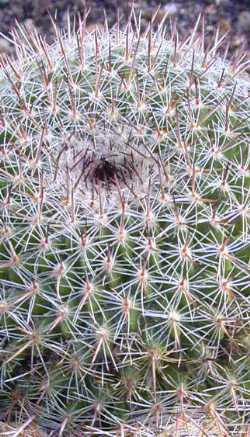 (Mammillaria varieaculeata)