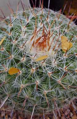 (Mammillaria varieaculeata)