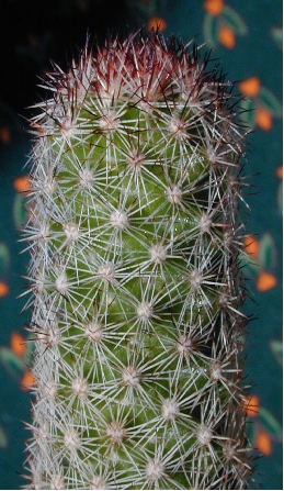 (Mammillaria sphacelata ssp. viperina )