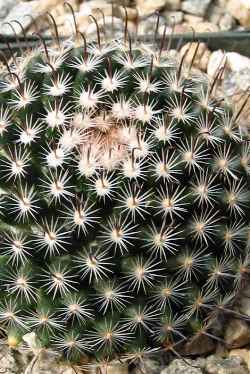 (Mammillaria weingartiana)