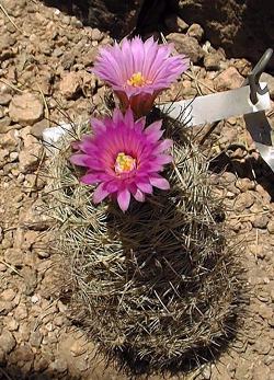 Wilcox's Nipple Cactus,(Mammillaria wrightii ssp. wilcoxii )