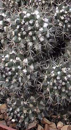 (Mammillaria voburnensis)