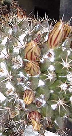 (Mammillaria voburnensis)
