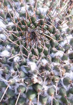 (Mammillaria voburnensis)