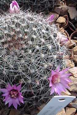 Rose Pincushion Cactus(Mammillaria crinita f. zeilmanniana)