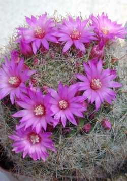 Rose Pincushion Cactus(Mammillaria crinita f. zeilmanniana)