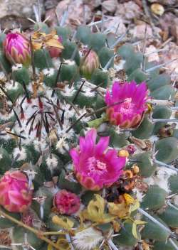 (Mammillaria zuccariniana)