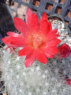 (Mammillaria senilis)