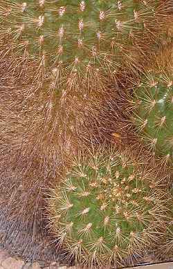 (Matucana huagalensis)