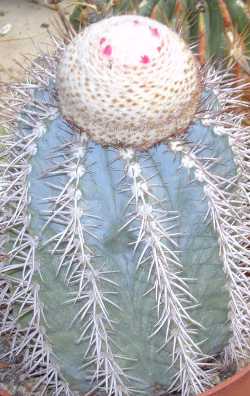Turk's Cap Cactus(Melocactus azureus)