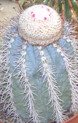 Turk's Cap Cactus(Melocactus azureus)