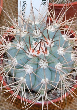 Turk's Cap Cactus(Melocactus azureus)